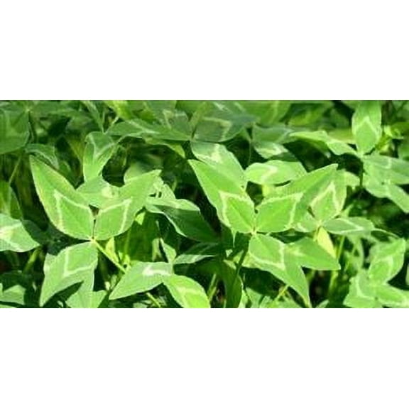 Yuchi Arrowleaf Clover Seed - 10 Lbs.