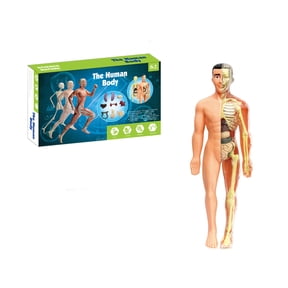 YujiCraft Human Body Anatomy Model Toy, Early Education Skeleton Science Kit with Detachable Organs, STEM Learning Set for Kids