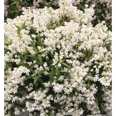 Yuki Snowflake Deutzia - 2 Gallon Shrub
