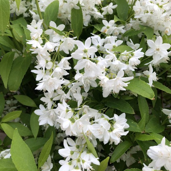 Yuki Snowflake-Slender Deutzia-Compact Shrub with Spring Blooms  3 Gallon