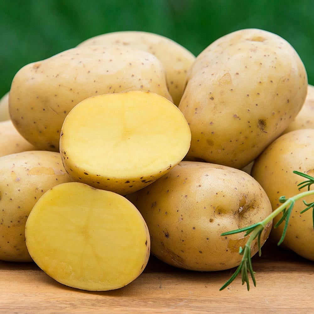 Fresh Yukon Gold Seed Potatoes, Produce Vegetable, 2 lb bag - Walmart.com