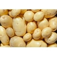 thumbnail image 1 of Yukon Gold Seed Potatos for Planting - Easy to Grow (10 Pounds), 1 of 3