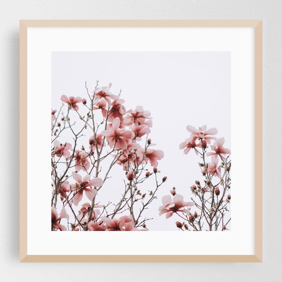 Yulan Magnolias - Visalia California Photography Oak Framed Wall Art Print 20 x 20 inches