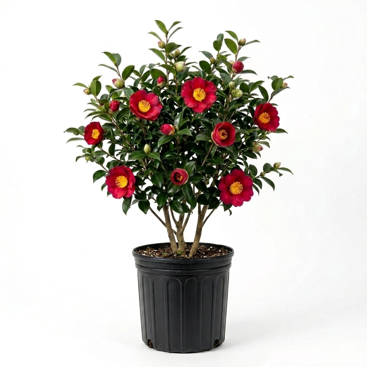 Expert Gardener Yuletide Camellia 2.5 Gallon Evergreen Shrub, Red Flowers, Part Sun
