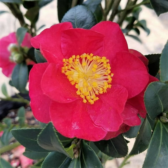 Expert Gardener Yuletide Camellia (2.5 Quart) Blooming Evergreen Shrub with Red Flowers - Part Shade Live Outdoor Plant