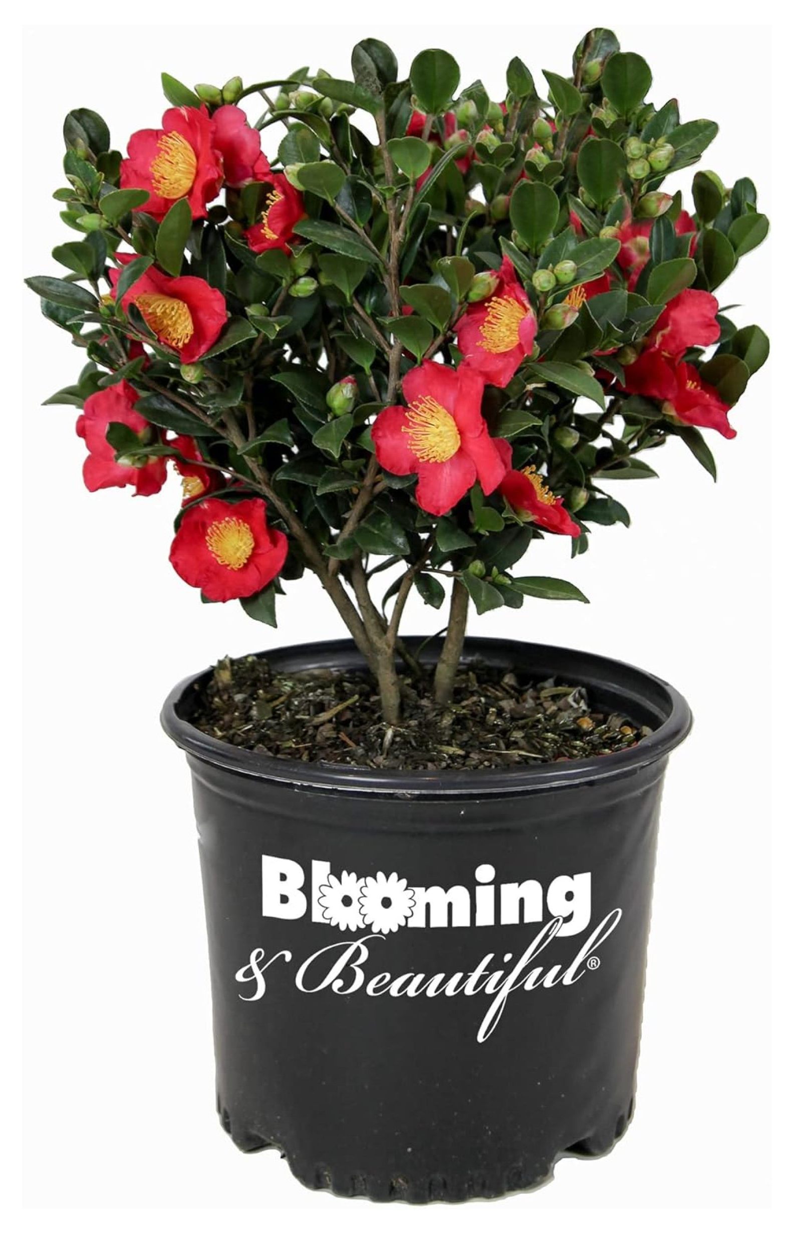 Yuletide Camellia - 3 gal - Red Flowers with Bright Yellow Stamens