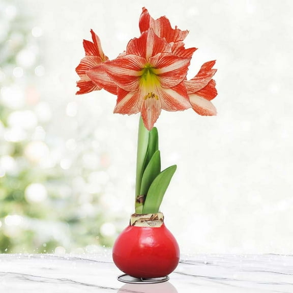 Yuletide Opal Star Waxed Amaryllis Flower Bulb with Stand, No Water Needed