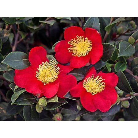 Yuletide Red Camellia Sasanqua - Live Plant - ( 1 QT )