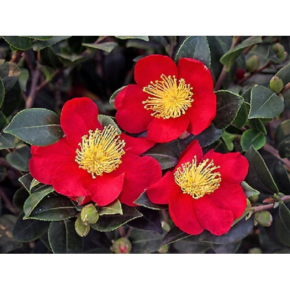 Yuletide Red Camellia Sasanqua - Live Plant - ( 1 QT )