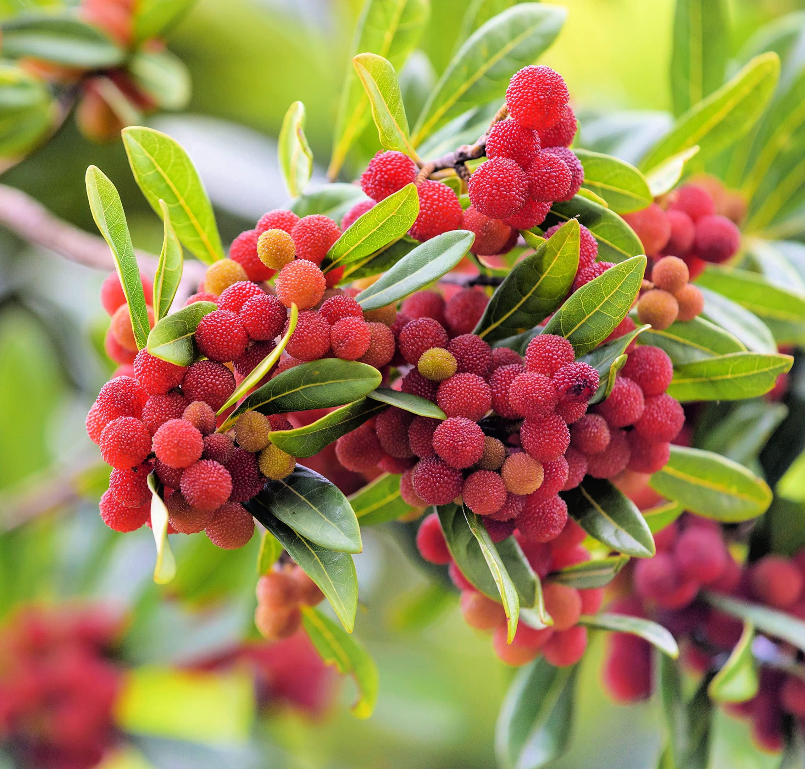 Yumberry Tree Seeds for Planting (10 Seeds) Yangmei Tree, Myrica