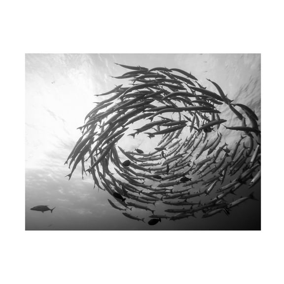 Yumian Deng 'Barracuda Tornado' Canvas Art