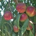 thumbnail image 1 of Direct Gardening Yumm Yumm Reachables Nectarine Dormant Bare Root Dwarf Fruiting Starter Tree, 1 of 6