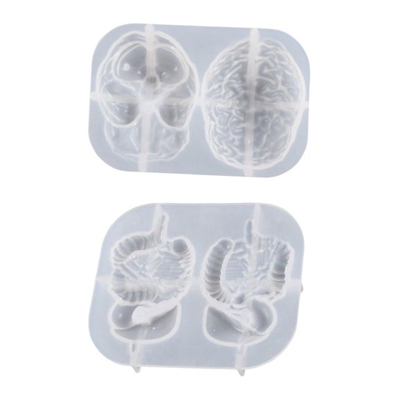 Yunhgft 2pcs Organs Model Epoxy Casting Tools Crafts Decoration Accessories Handmade Brain and Digestive System