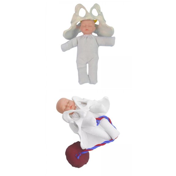 Yunhgft 2x Life Size Female Pelvis Model with Baby Model for Teaching Educational Model