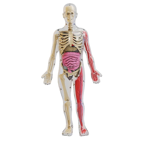 Yunhgft Human Body Model Toy Human Body Organ Awareness Teaching Props for Home Boys and