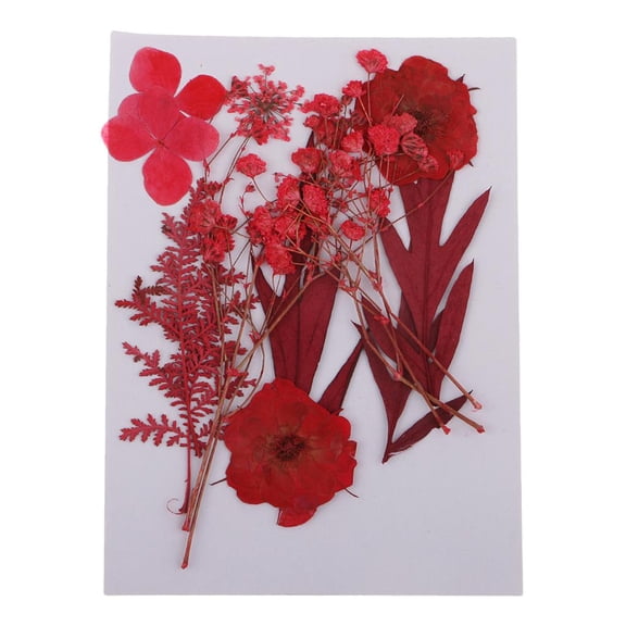 Yunhgft Mixed Real Pressed Flowers Leaves Dried Flowers for DIY Phone Case Art Craft