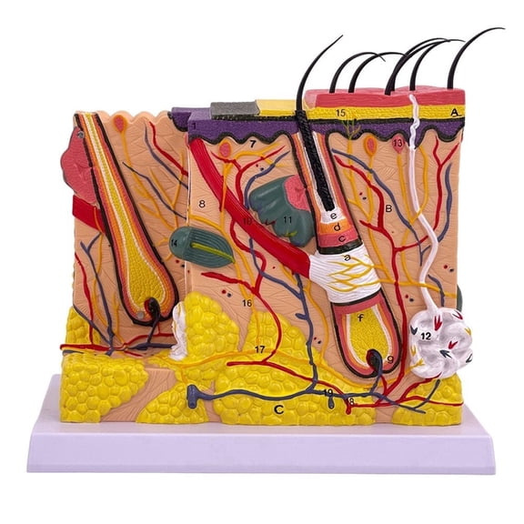 Jiibva Skin Model, 70X Enlarged Anatomical Model Anatomy 3D Human Skin Magnified Tissue Structure Model with Hair