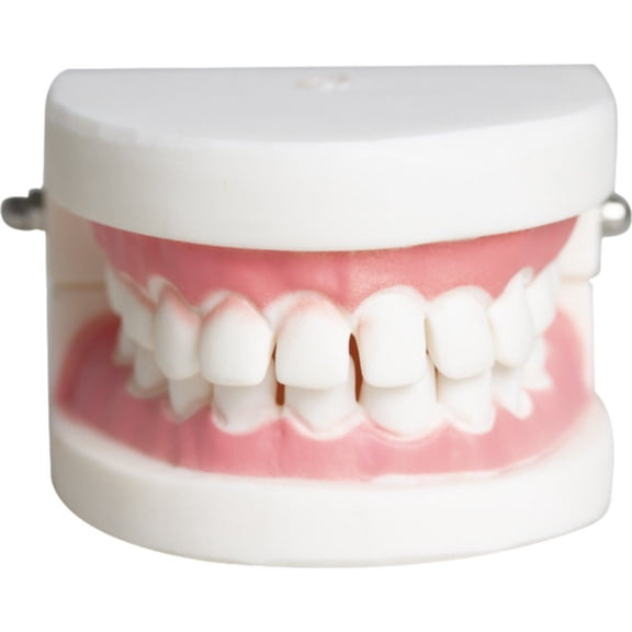 Yvsxxv ABS Standard Teeth Anatomy Display Science Models 1Pc