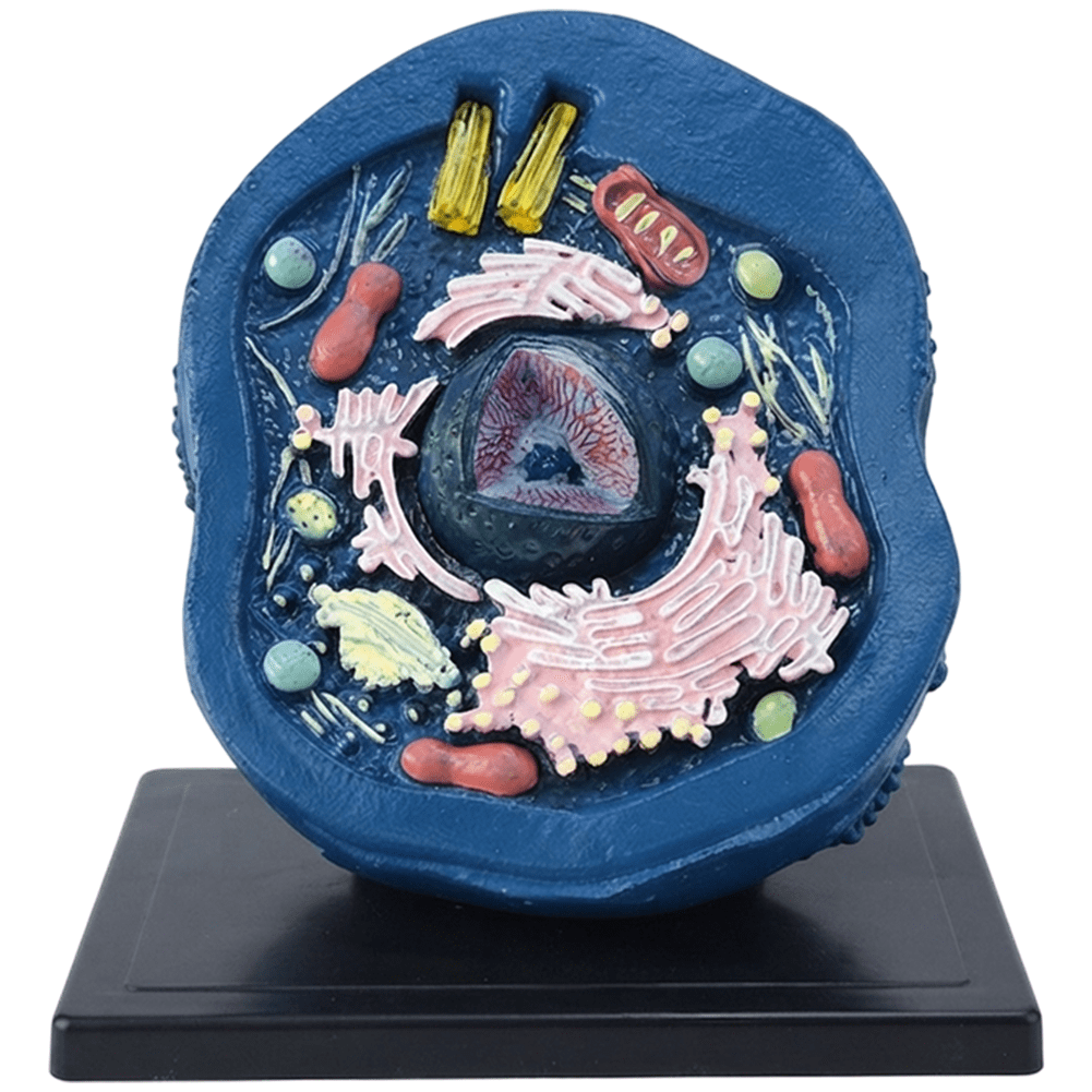 Jiibva Blue PVC Animal Cell Anatomy Display Science Models 1Pc ...