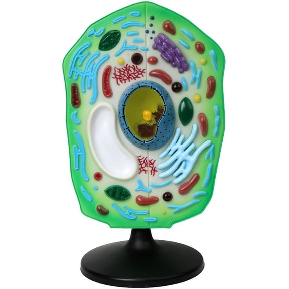 Yvsxxv Green Plastic Plant Cell Anatomy Display Science Models 1Pc