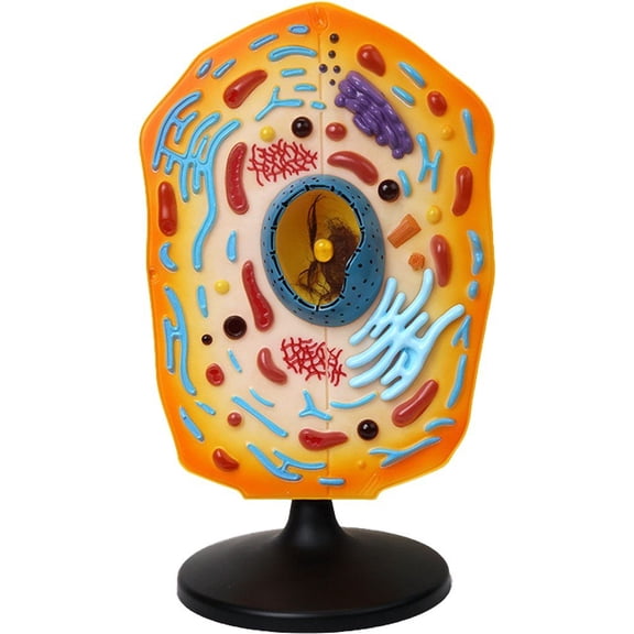Yvsxxv Orange Plastic Plant Cell Anatomy Display Science Models 1Pc