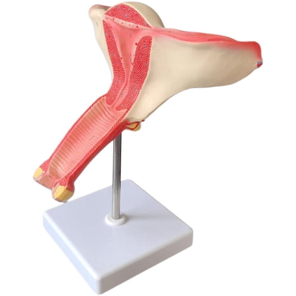 Yvsxxv PVC Female Uterus Ovary Display Science Models Style1 1Pc