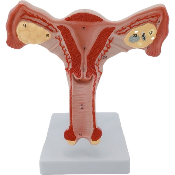 Yvsxxv PVC Female Uterus Ovary Display Science Models Style3 1Pc