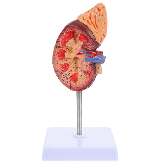Yvsxxv PVC Kidney Dissection Anatomy Display Science Models 1Pc