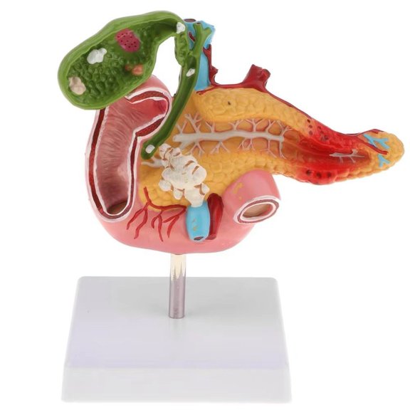 Yvsxxv PVC Pancreas Duodenum Gallbladder Display Science Models 1Pc