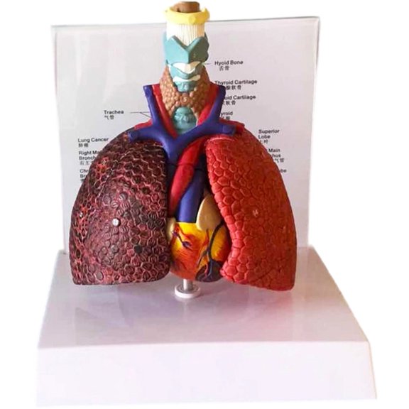Yvsxxv PVC Respiratory System Lung Display Science Models 1Pc