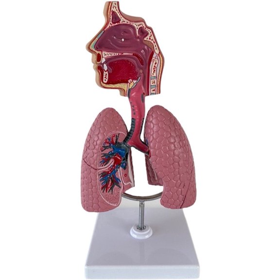 Jiibva Removable Respiratory System Model Human Lung Anatomical Science Models Display for Science Classroom Learning Teaching