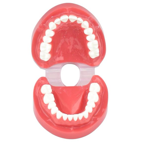Yvsxxv Pink Standard Teeth Demonstration Display Science Models 1Pc