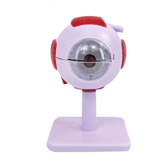 Ywmsfl Anatomical Human Eyeball Model for Hospital Lab, Removable Eyeball Anatomy Model