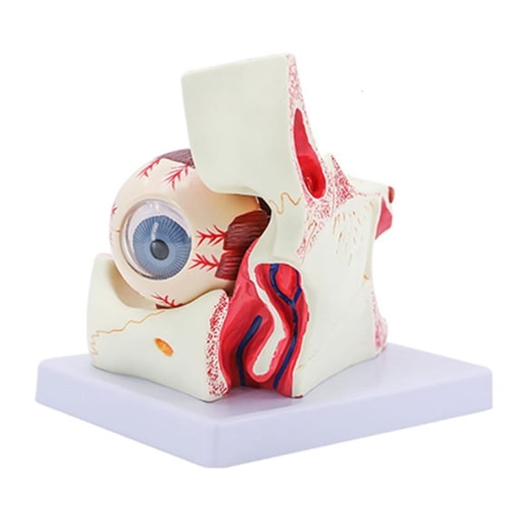 Ywmsfl Anatomical Human Eyeball Model for Hospital Lab, Removable Eyeball Anatomy Model