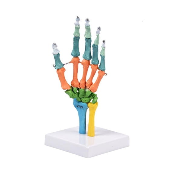 Ywmsfl Anatomical Human Hand Skeleton Model Color Coded Hand Bone Anatomy Model with Movable Joint For Classroom Teaching Aid