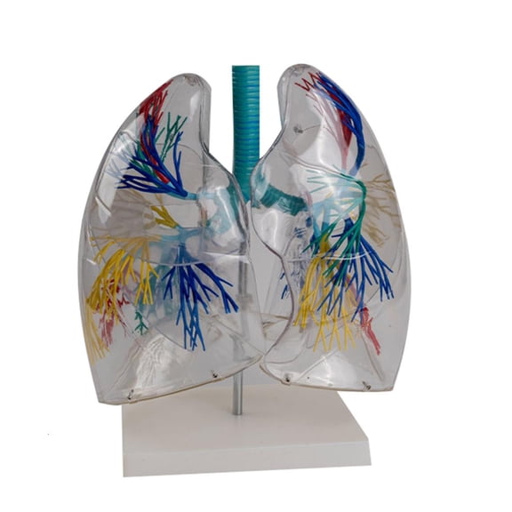 Ywmsfl Anatomical Liver Model for Medical Teaching