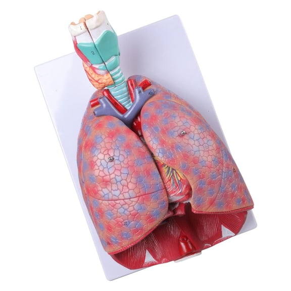 Ywmsfl Anatomy Respiratory Model Ear, Nose Throat Department of Cardiopulmonary Anatom