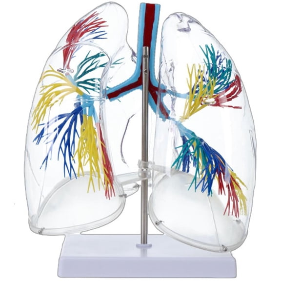 Ywmsfl Clear Human Lung Anatomy Model Anatomical Bronchial Tree Structure Model for Science Education and Clinical Setting