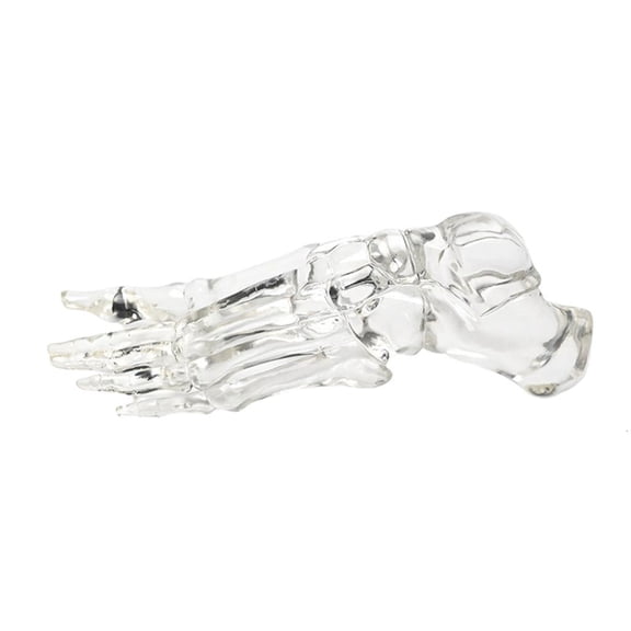 Ywmsfl Clear Left Foot Joint Skeleton Model Human Foot Joint Bone Model for Clinical Settings Teaching Research and Labs Use