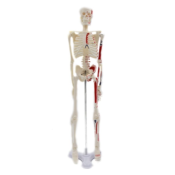 Ywmsfl Colored Human Skeleton Model Colored 45cm Height for Medical Teaching Learning Learning Education Display Tool