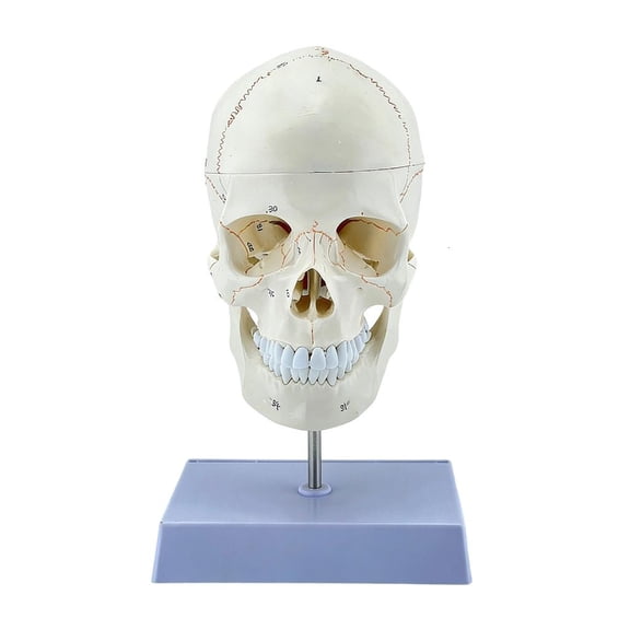 Ywmsfl Detailed PVC And Cervical Vertebrae Model For Anatomy Education