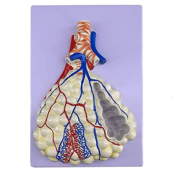 Ywmsfl Enlarged Human Alveolar Respiratory System Model Life Size for Hospital School