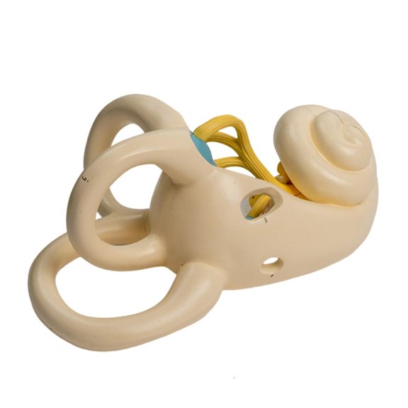 Ywmsfl Enlarged Human Internal Ear Anatomy Model Shows Detail of Inner Ear Structure