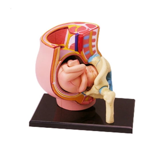 Ywmsfl Female Pregnant Pelvis Section Model Human Pregnancy Fetal Development 9Th Month Embryonic Pelvic Model Science Toy