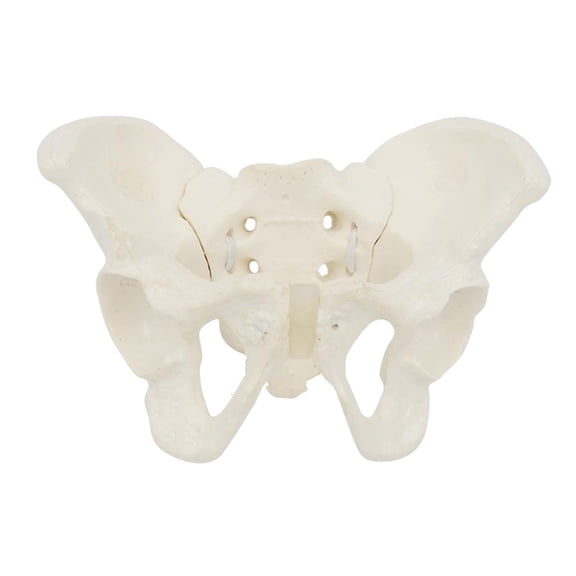 Ywmsfl Flexible Female Pelvis Model On Elastic, Mini Size Pelvic Skeleton Model, Anatomy Medicals Model for Science Education