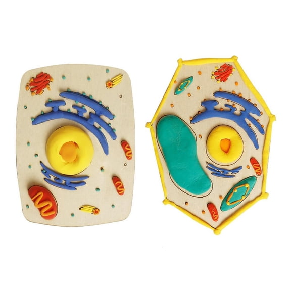 Ywmsfl Hands on Biology Learning Set Wood Cell Model Assembly with Detachable Part for Students Teachers Science Projects