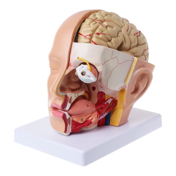 Ywmsfl Human Anatomy for Head Brain Cerebral Artery Anatomical Model For Teaching