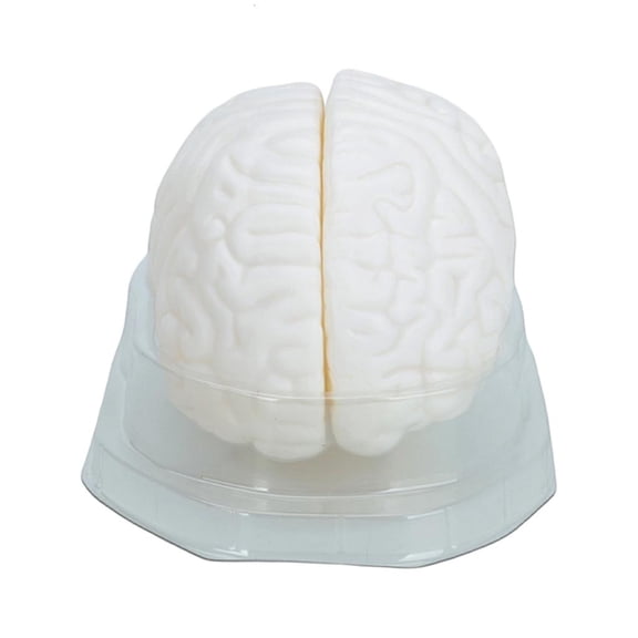 Ywmsfl Human Brain Model Teaching Tool Hemisphere Human Brain Structure Model For Anatomy Education Practice