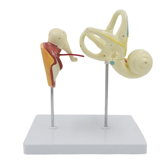 Ywmsfl Human Ear Model Human Ear Anatomical Model Easy to Use Medicals Teaching Tool