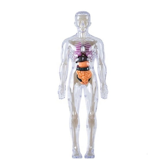 Ywmsfl Human Skeleton Anatomy Model For Teaching Demonstration Clear Anatomical Human Body Model with Removable Organs